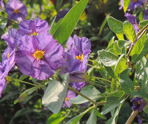 Lycianthes rantonnetii (Solanaceae)